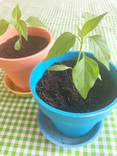 peperplant kweken