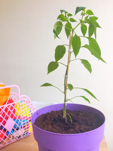 peperplant