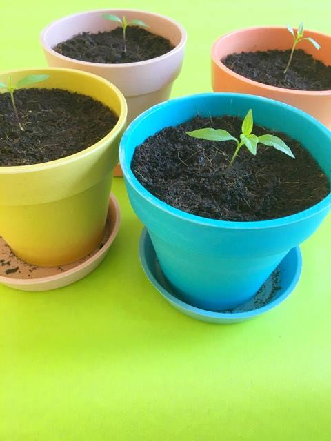peperplant kweken