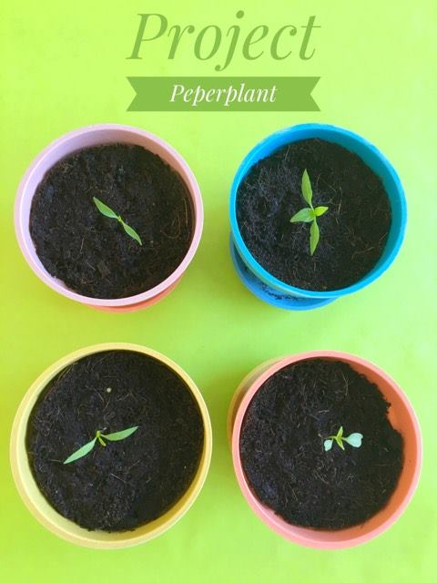project peperplant